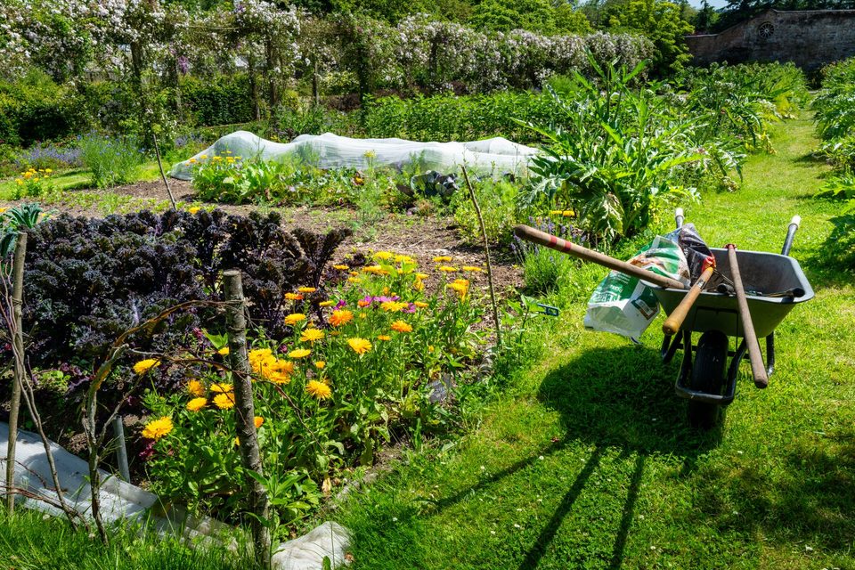 The walled kitchen garden